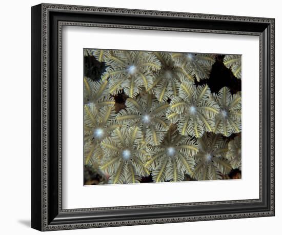 Flower Coral Detail, Papua New Guinea-Michele Westmorland-Framed Photographic Print