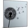 Flower Dandelion On Gray Background-silvionka-Mounted Art Print