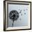 Flower Dandelion On Gray Background-silvionka-Framed Art Print