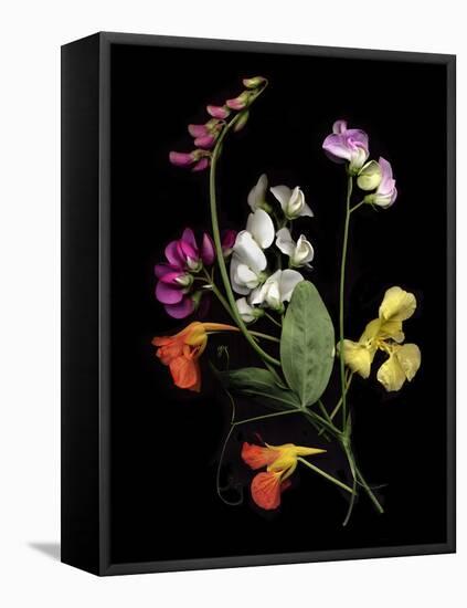 Flower Drama I-Judy Stalus-Framed Premier Image Canvas