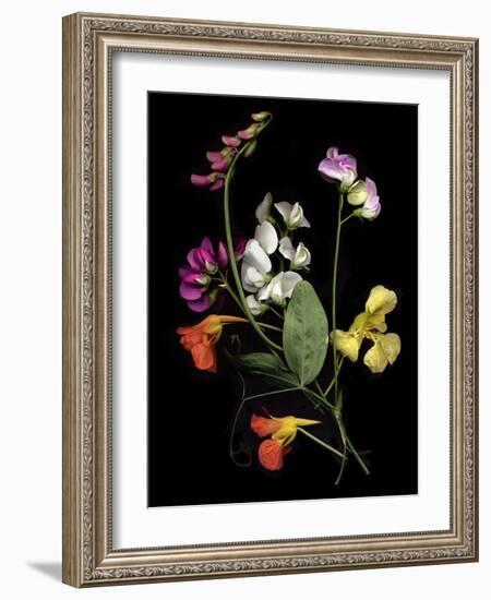 Flower Drama I-Judy Stalus-Framed Photographic Print