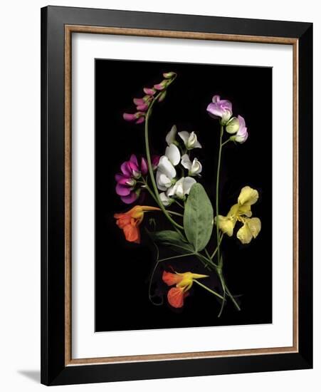 Flower Drama I-Judy Stalus-Framed Photographic Print