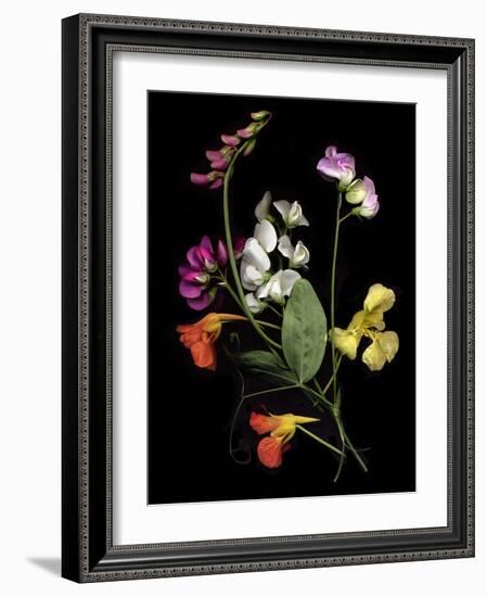 Flower Drama I-Judy Stalus-Framed Photographic Print