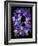 Flower Drama II-Judy Stalus-Framed Photographic Print