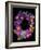 Flower Drama III-Judy Stalus-Framed Photographic Print