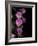 Flower Drama IV-Judy Stalus-Framed Photographic Print