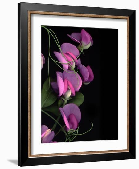 Flower Drama IV-Judy Stalus-Framed Photographic Print