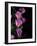 Flower Drama IV-Judy Stalus-Framed Photographic Print