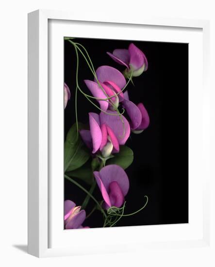 Flower Drama IV-Judy Stalus-Framed Photographic Print