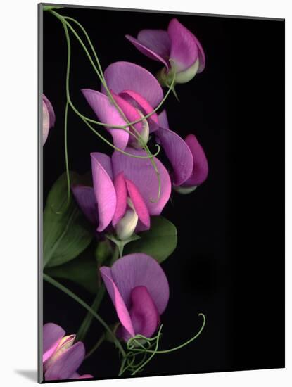 Flower Drama IV-Judy Stalus-Mounted Photographic Print