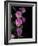 Flower Drama IV-Judy Stalus-Framed Photographic Print