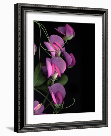 Flower Drama IV-Judy Stalus-Framed Photographic Print