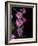 Flower Drama IV-Judy Stalus-Framed Photographic Print