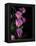 Flower Drama IV-Judy Stalus-Framed Premier Image Canvas