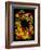 Flower Drama IX-Judy Stalus-Framed Photographic Print