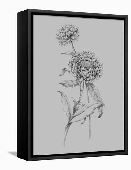 Flower Drawing III-Jasmine Woods-Framed Stretched Canvas