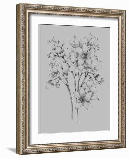 Flower Drawing-Jasmine Woods-Framed Art Print