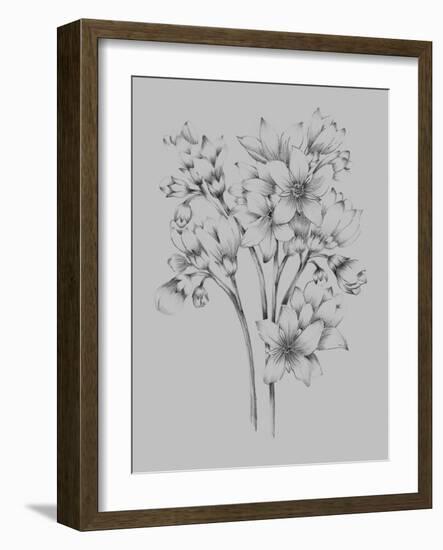 Flower Drawing-Jasmine Woods-Framed Art Print