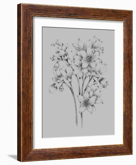 Flower Drawing-Jasmine Woods-Framed Art Print