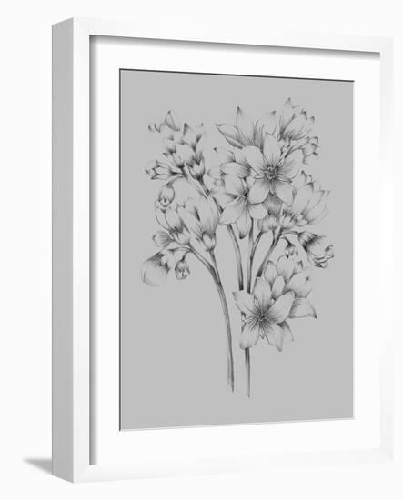 Flower Drawing-Jasmine Woods-Framed Art Print