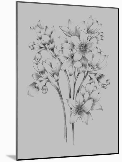 Flower Drawing-Jasmine Woods-Mounted Art Print
