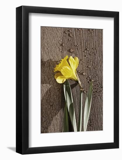 Flower, Drop of Water, Woodwork Table-Nikky Maier-Framed Photographic Print