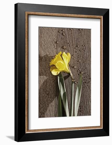 Flower, Drop of Water, Woodwork Table-Nikky Maier-Framed Photographic Print