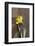 Flower, Drop of Water, Woodwork Table-Nikky Maier-Framed Photographic Print