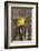 Flower, Drop of Water, Woodwork Table-Nikky Maier-Framed Photographic Print