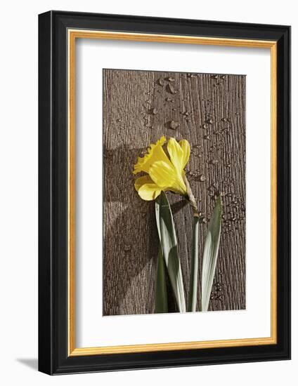 Flower, Drop of Water, Woodwork Table-Nikky Maier-Framed Photographic Print