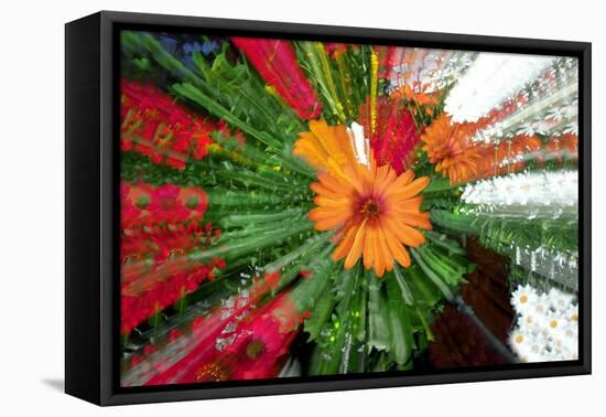 Flower explosion-Heidi Westum-Framed Premier Image Canvas