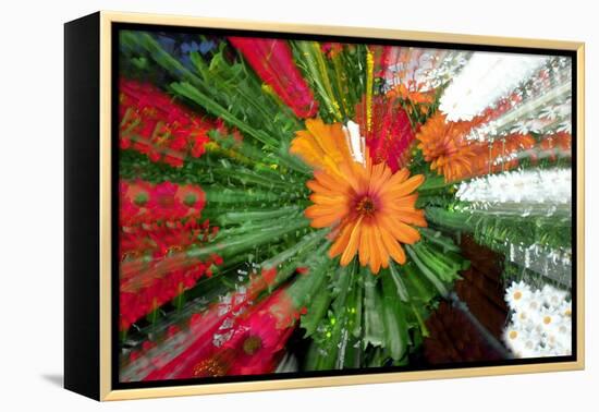 Flower explosion-Heidi Westum-Framed Premier Image Canvas