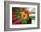 Flower explosion-Heidi Westum-Framed Photographic Print