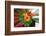 Flower explosion-Heidi Westum-Framed Photographic Print