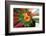 Flower explosion-Heidi Westum-Framed Photographic Print