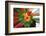 Flower explosion-Heidi Westum-Framed Photographic Print