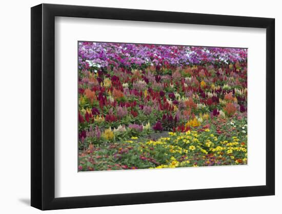 Flower Farm, Furano, Hokkaido Prefecture, Japan-Keren Su-Framed Photographic Print