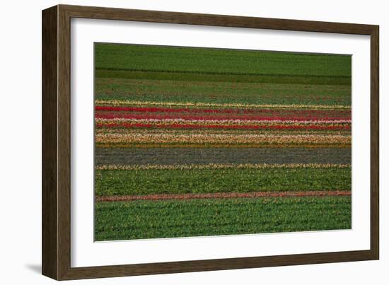 Flower Fields in Famous Lisse, Holland-Anna Miller-Framed Photographic Print