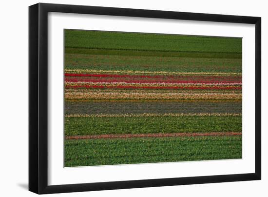 Flower Fields in Famous Lisse, Holland-Anna Miller-Framed Photographic Print
