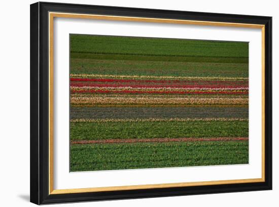 Flower Fields in Famous Lisse, Holland-Anna Miller-Framed Photographic Print