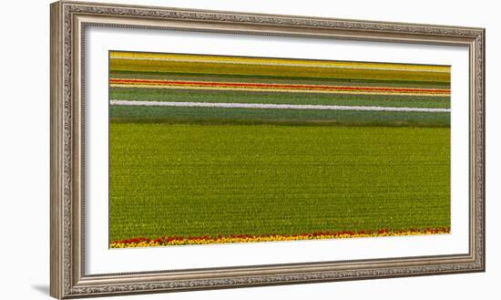 Flower Fields in Famous Lisse, Holland-Anna Miller-Framed Photographic Print