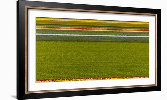 Flower Fields in Famous Lisse, Holland-Anna Miller-Framed Photographic Print