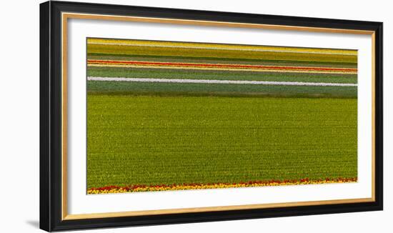 Flower Fields in Famous Lisse, Holland-Anna Miller-Framed Photographic Print