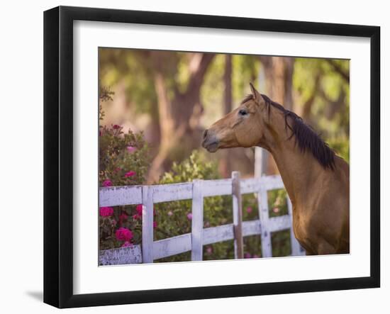 Flower Frolick I-Ozana Sturgeon-Framed Photographic Print