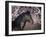 Flower Frolick II-Ozana Sturgeon-Framed Photographic Print