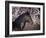 Flower Frolick II-Ozana Sturgeon-Framed Photographic Print