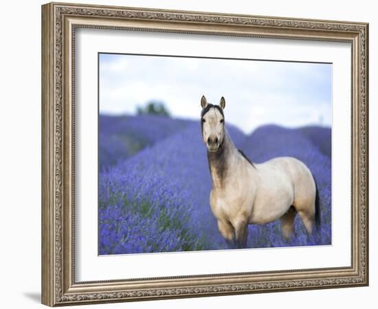 Flower Frolick III-Ozana Sturgeon-Framed Photographic Print