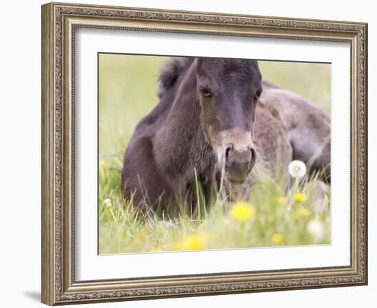 Flower Frolick V-Ozana Sturgeon-Framed Photographic Print