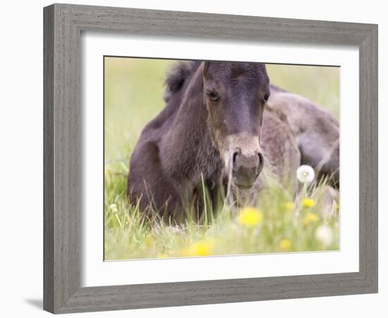 Flower Frolick V-Ozana Sturgeon-Framed Photographic Print