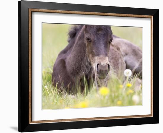 Flower Frolick V-Ozana Sturgeon-Framed Photographic Print